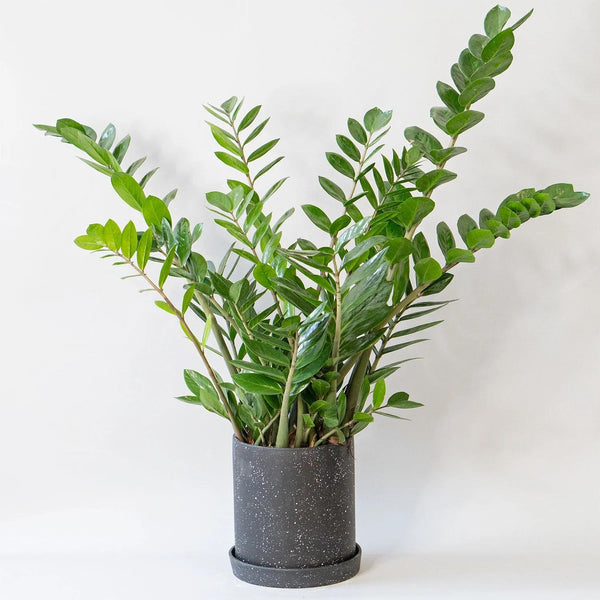 ZZ plant different sizes