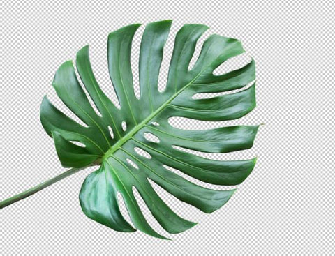 Monstera Deliciosa