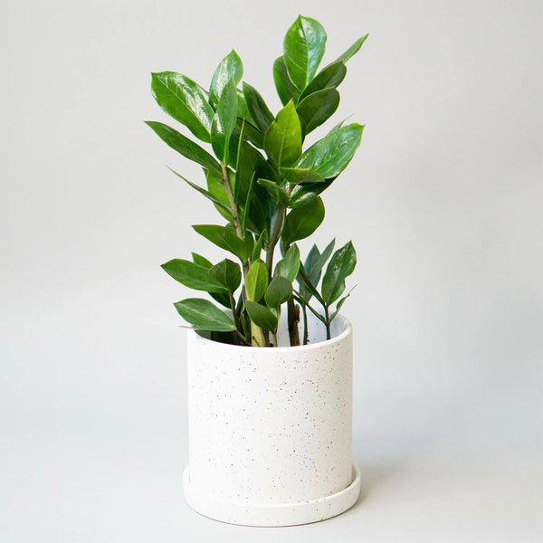 ZZ plant different sizes