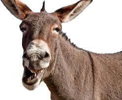 Donkey