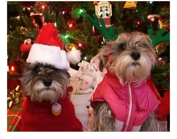 Christmas Dog Hat